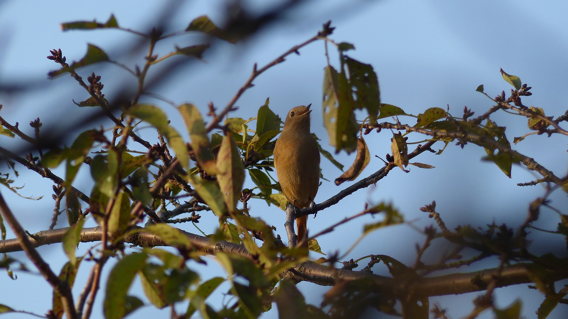 鴻沼川の冬鳥一番乗りは？_a0185081_10245350.jpg