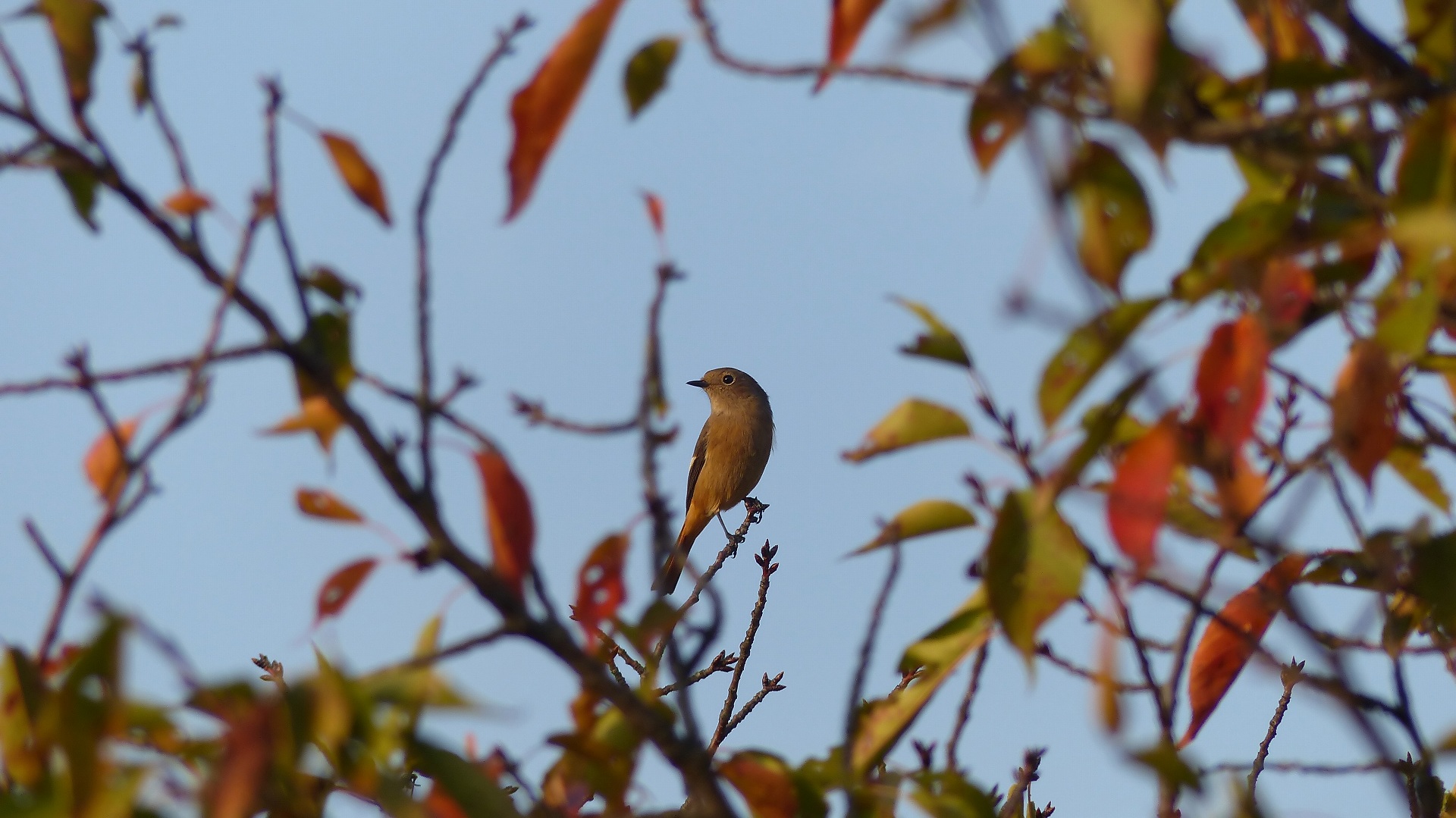 鴻沼川の冬鳥一番乗りは？_a0185081_10253058.jpg