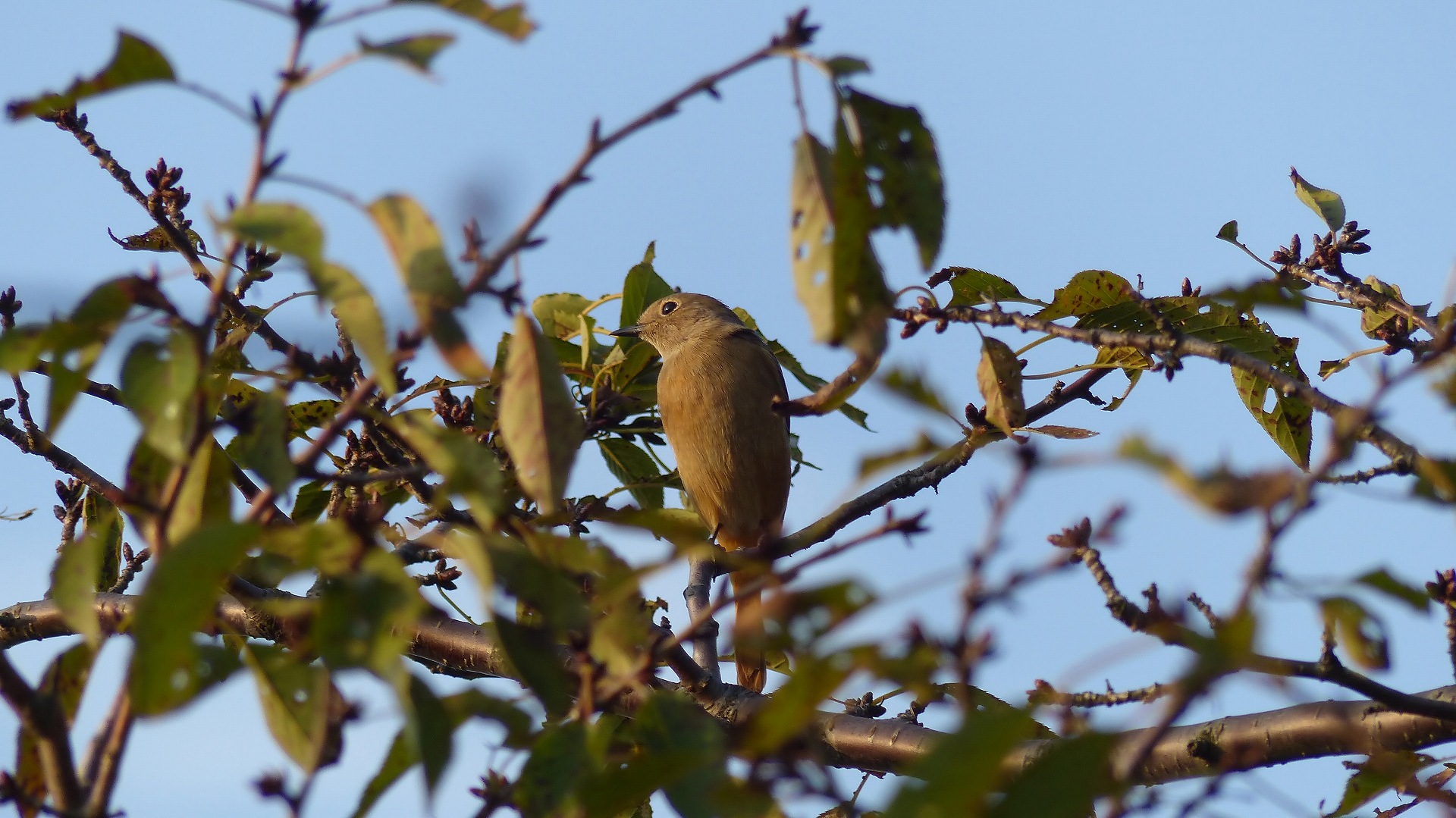 鴻沼川の冬鳥一番乗りは？_a0185081_1025420.jpg