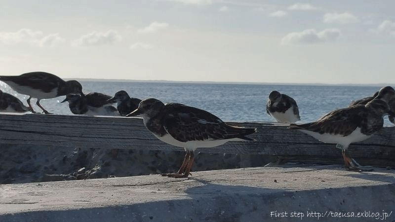 b0148991_0533777.gif
