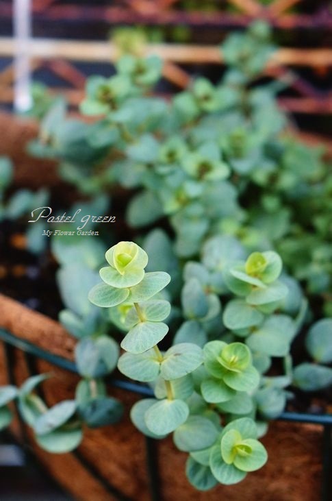 オレガノ ロタンダフォーリア 季の花小屋 Pastelgreen オレガノ ロタンダフォーリア 季の花小屋 Pastelgreen