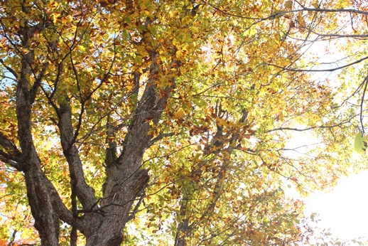 f0227395_9385999.jpg