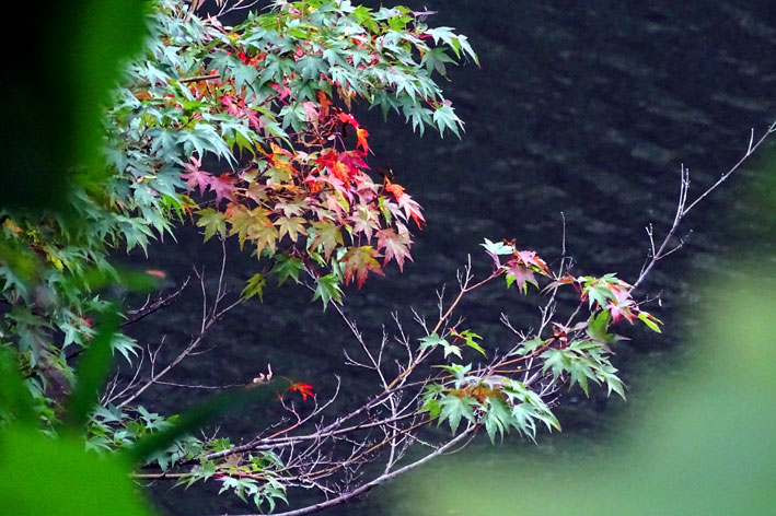 ロクタン池の紅葉もそろそろ _b0145296_15101100.jpg