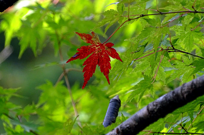 ロクタン池の紅葉もそろそろ _b0145296_15101257.jpg