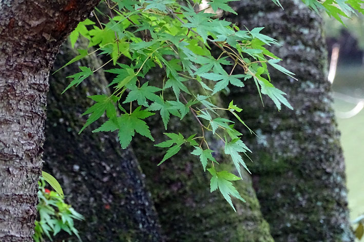 ロクタン池の紅葉もそろそろ _b0145296_15102342.jpg