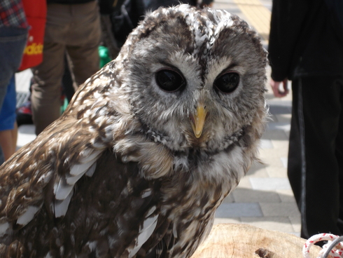 小諸市移動動物園のフクロウ/信州小諸　ふーどまつり_e0277397_106420.jpg