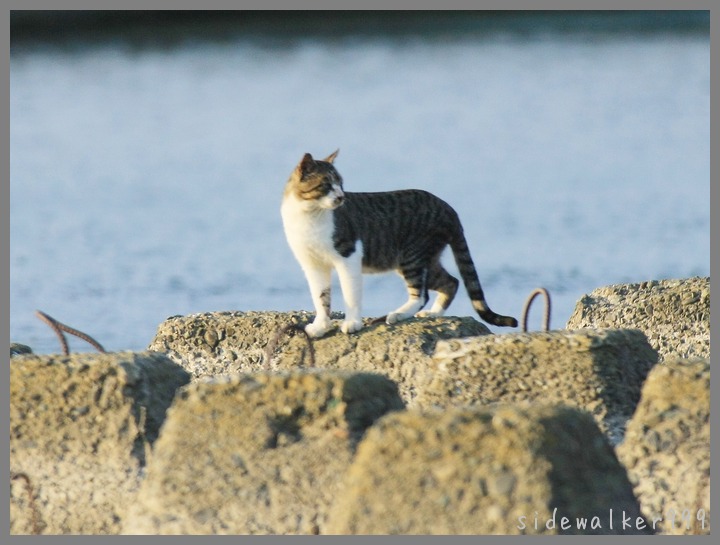 野良猫_c0129300_22471689.jpg