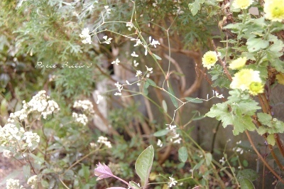 e0356401_09021946.jpg