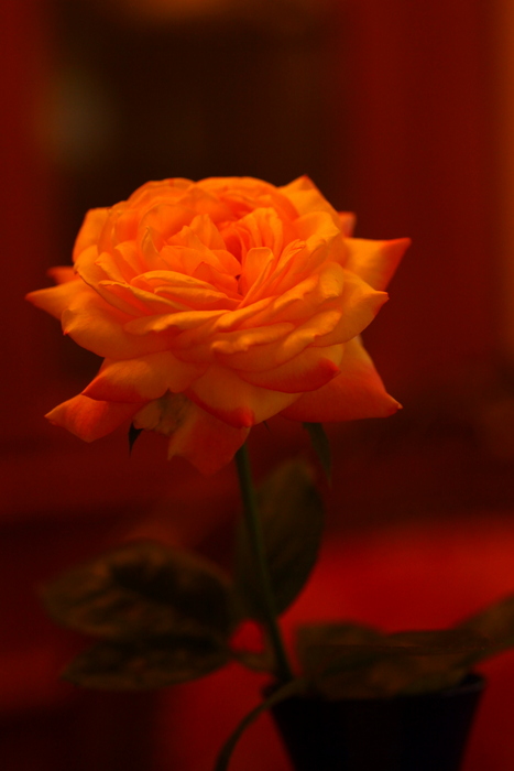 d0248502_2094438.jpg
