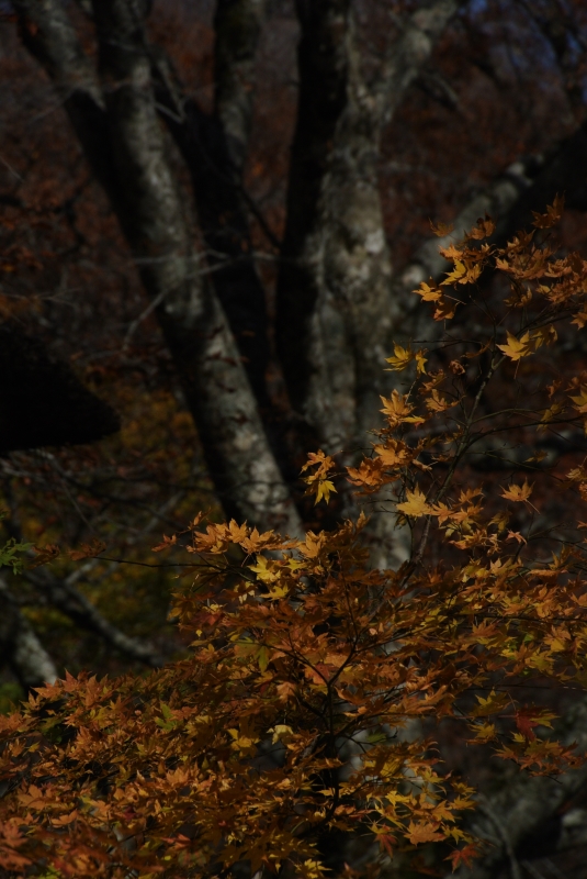 白山大白川の紅葉_a0328610_2172916.jpg