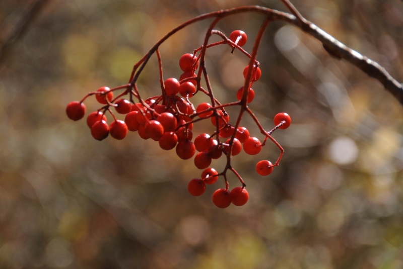 白山大白川の紅葉_a0328610_219518.jpg