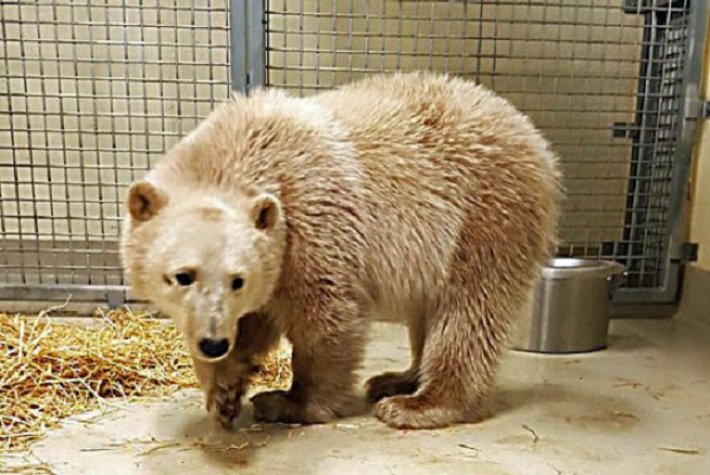 カナダ・マニトバ州北部で母親が殺された双子孤児を保護 ~ アシニボイン公園動物園で保護となる_a0151913_1352068.jpg