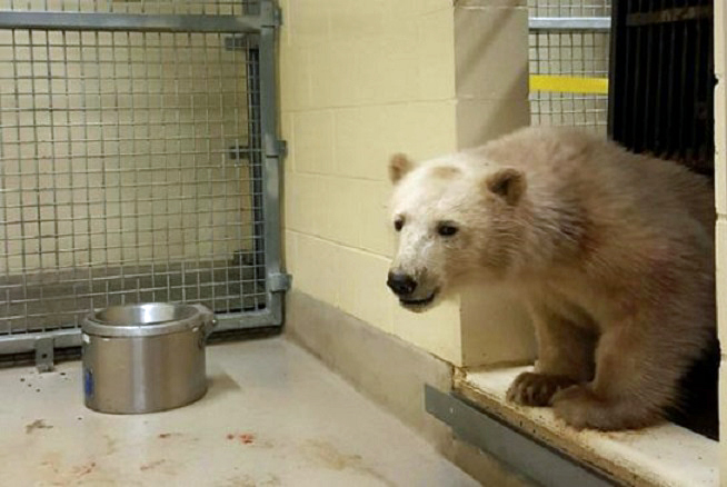 カナダ・マニトバ州北部で母親が殺された双子孤児を保護 ~ アシニボイン公園動物園で保護となる_a0151913_135974.jpg