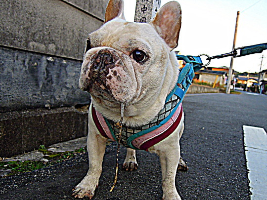 a0158613_11342242.jpg