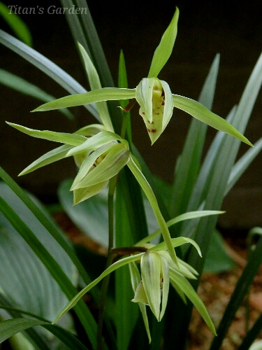 Cymbidium kanran \'Aoboshi\'_b0099813_534794.jpg