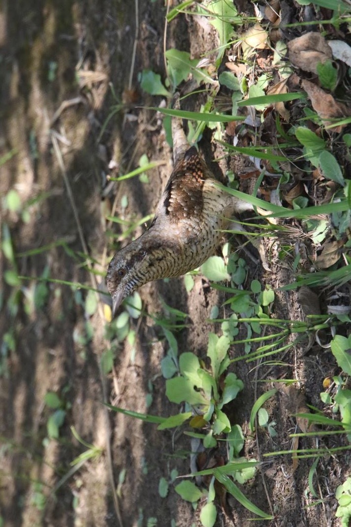 今季初見のアリスイ公園のアリスイとジョウビタキ_d0346713_03535322.jpeg