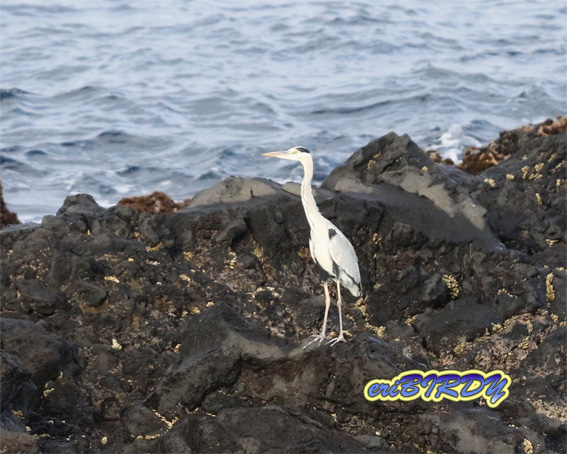ジョウビタキ_e0276114_16305661.jpg