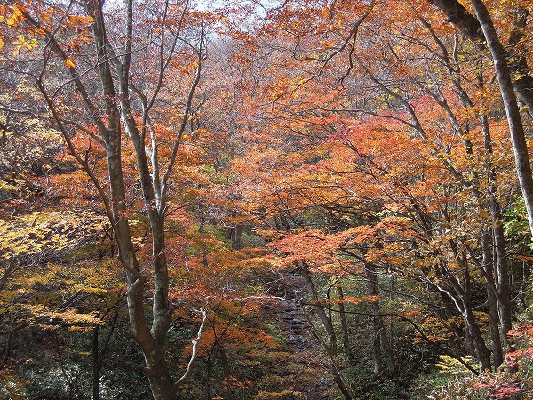 2015.10.24健康トレッキング(千年杉)_b0189727_1625358.jpg