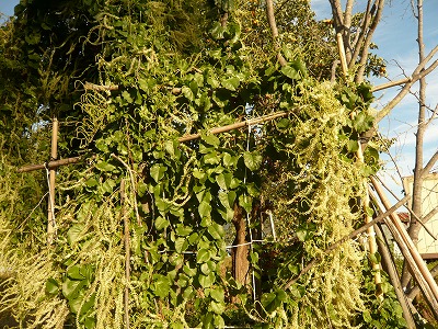 キクイモの花天?!_d0150627_21545534.jpg