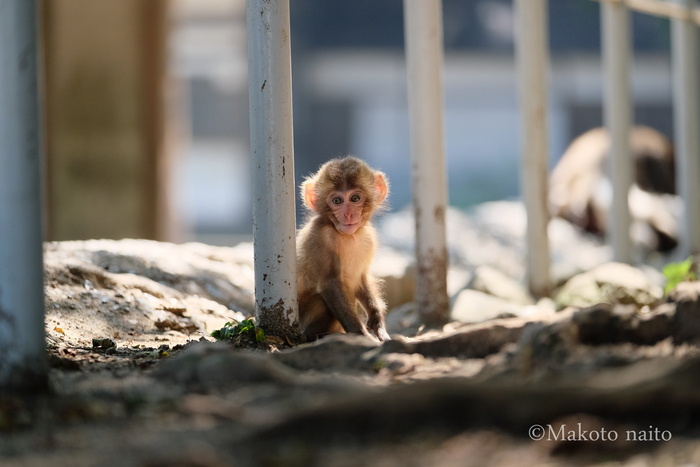 高崎山で見かけた可愛い子猿 Slow Life36