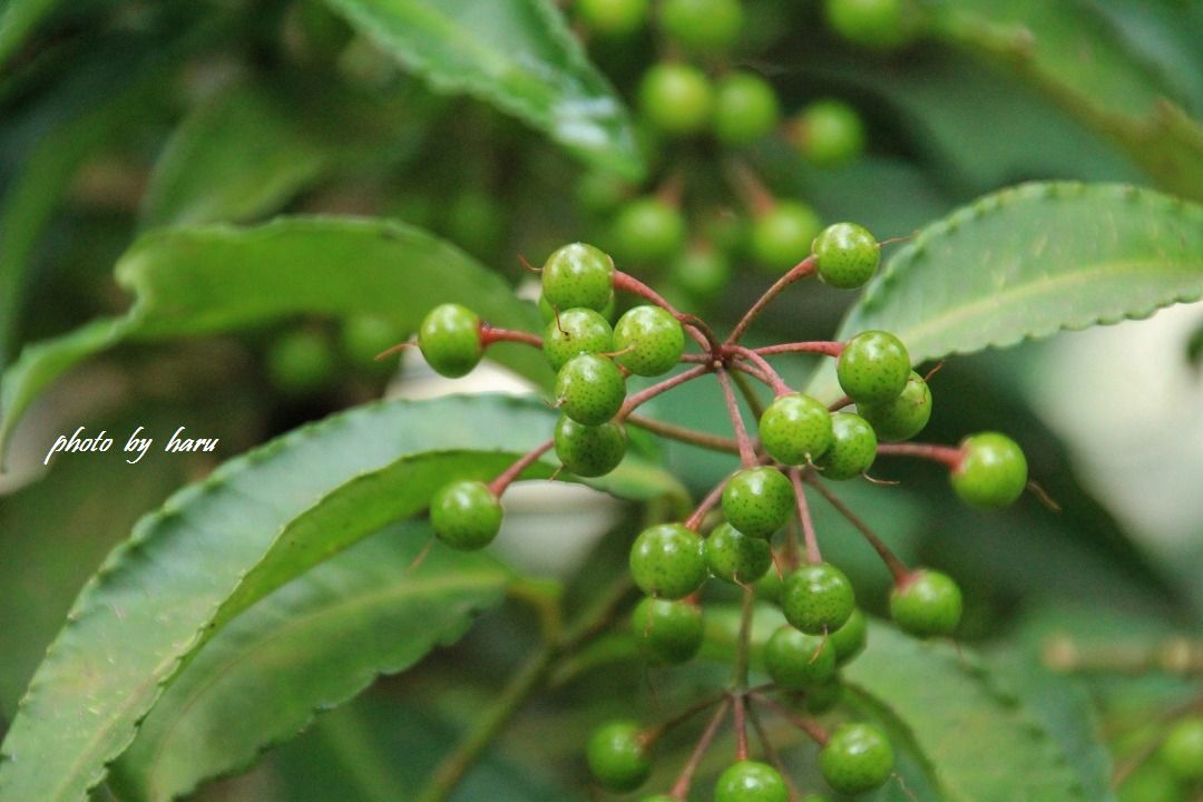 f0297537_18525339.jpg
