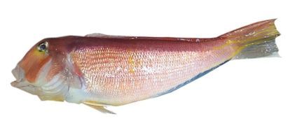 冬に、釣って美味しい魚ランキング！！【カジキ・マグロトローリング】_f0009039_17291720.jpg