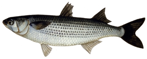 冬に 釣って美味しい魚ランキング カジキ マグロトローリング ビッグゲームルアーズ 最新オフショアブログ カジキトローリング 冬に 釣って美味しい魚ランキング カジキ マグロトローリング ビッグゲームルアーズ 最新オフショアブログ カジキトローリング
