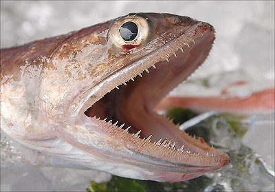 冬に、釣って美味しい魚ランキング！！【カジキ・マグロトローリング】_f0009039_17292579.jpg