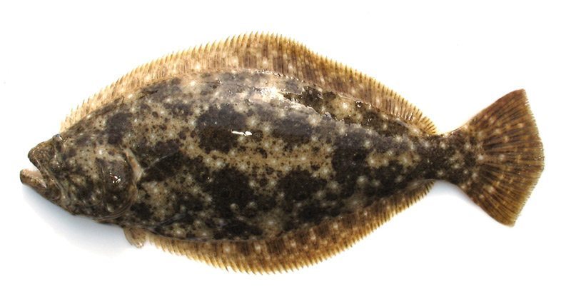 冬に、釣って美味しい魚ランキング!!【カジキ・マグロトローリング】_f0009039_17292811.jpg