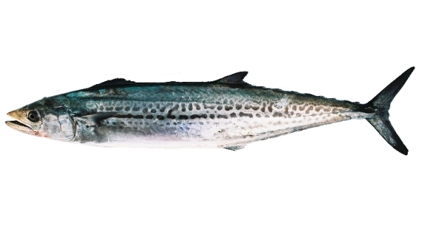 冬に、釣って美味しい魚ランキング!!【カジキ・マグロトローリング】_f0009039_17293258.jpg