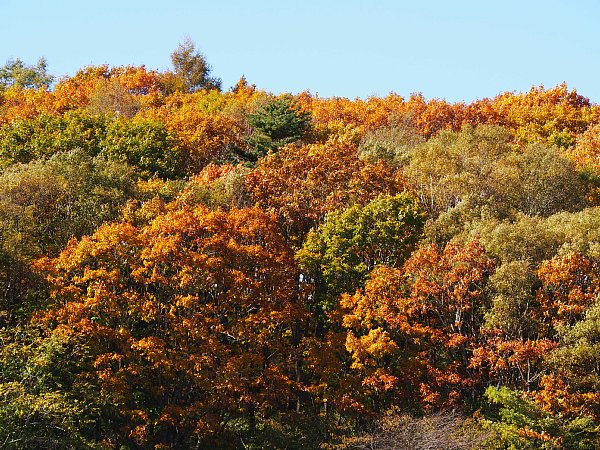 2015年11月4日　秋色に染まる野辺山高原_b0341140_1605491.jpg