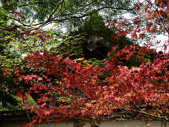 苗秀寺の紅葉一部色づき始め_b0299042_2231337.jpg