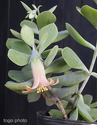 コチレドン ティンカーベル きままに