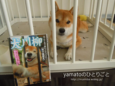 犬の本【犬川柳　柴犬地獄変】_a0286855_6283397.jpg