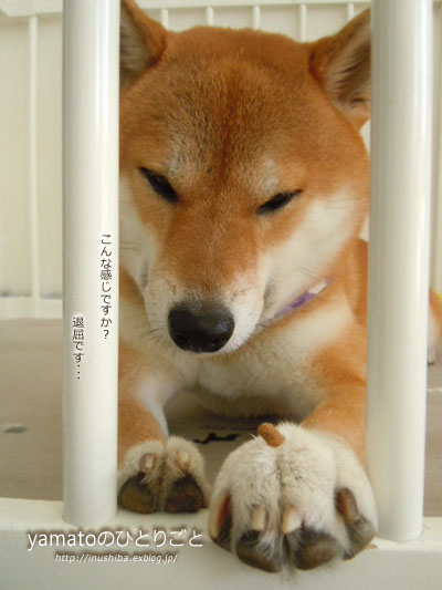 犬の本 犬川柳 柴犬地獄変 Yamatoのひとりごと 犬の本 犬川柳 柴犬地獄変 Yamatoのひとりごと