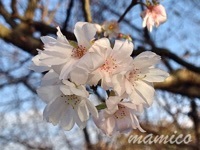 十月桜_b0015055_21140337.jpg