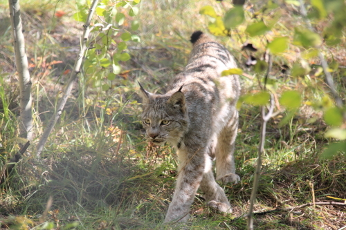 ユーコンツアー　6日目　ユーコン野生動物保護区へ_d0343155_15040351.jpg