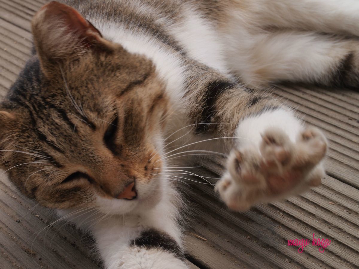 イスタンブールの猫島・ビュユック島の猫カフェ？！_e0255060_01202579.jpg