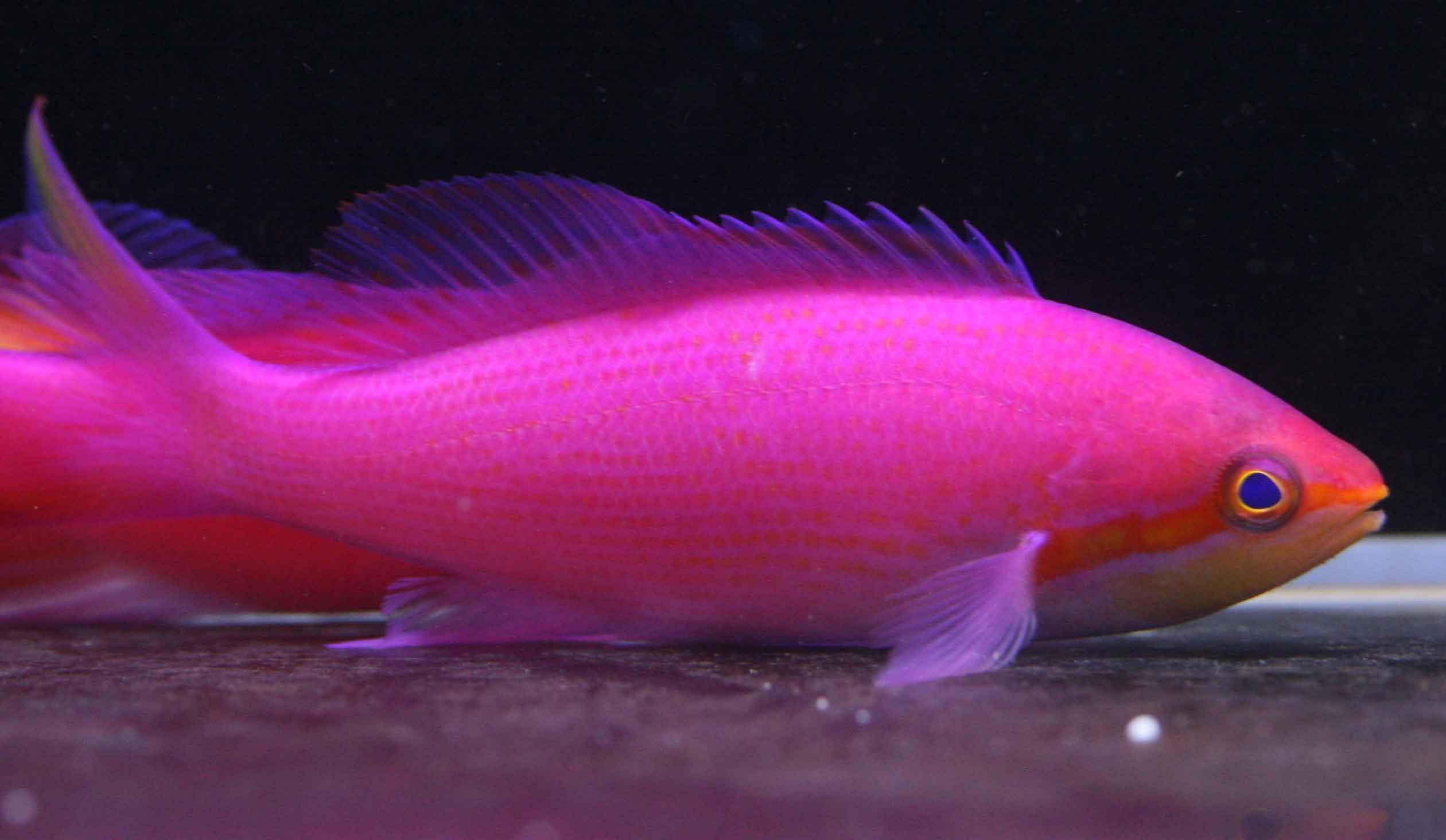 マニラ便 ビーボックスアクアリウム松戸店 海水魚 サンゴ情報