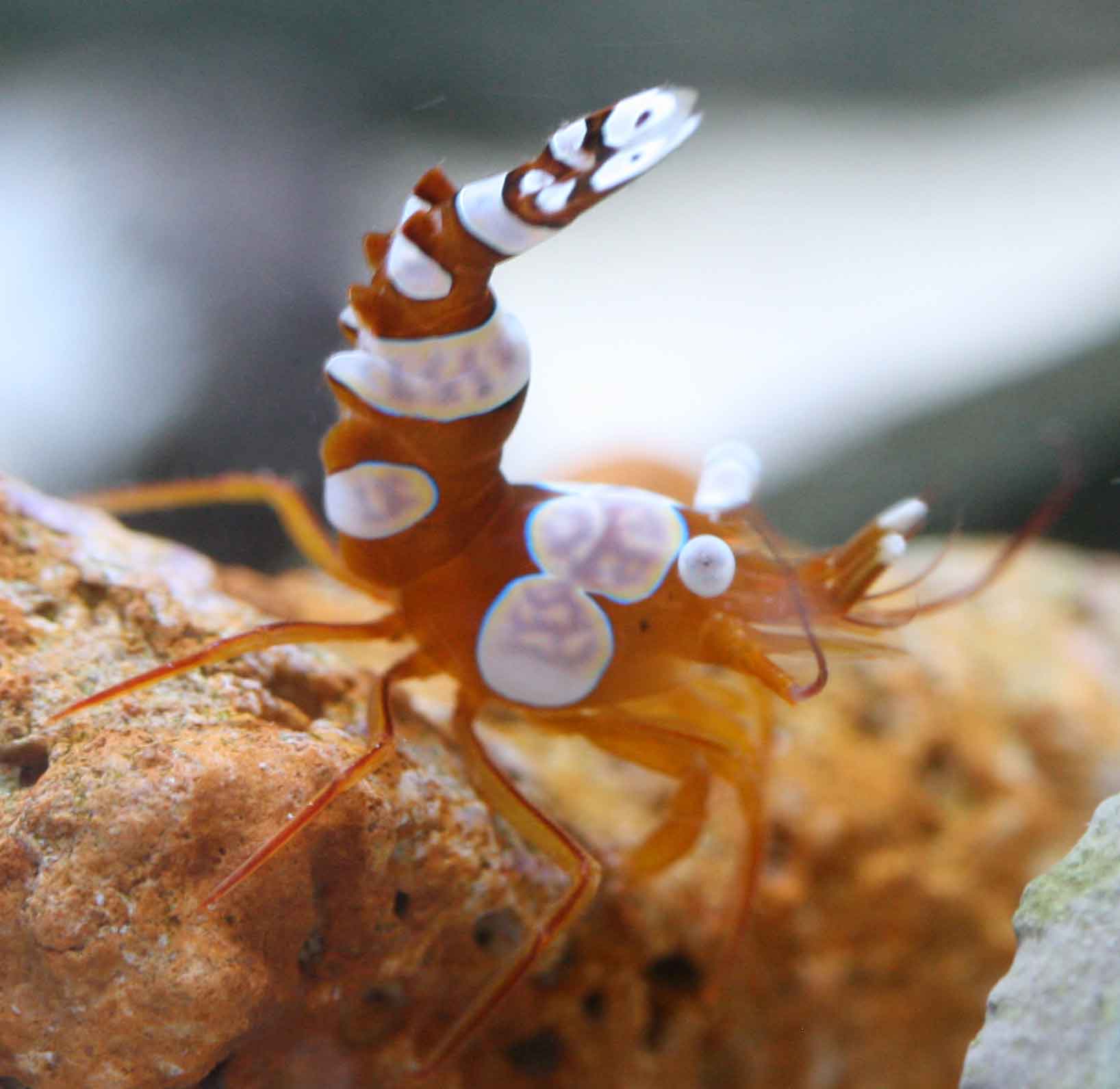 マニラ便 ビーボックスアクアリウム松戸店 海水魚 サンゴ情報