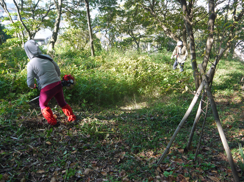 北側登山道横のイロハモミジ成長１０・２１六国見山臨時手入れ_c0014967_9235290.jpg