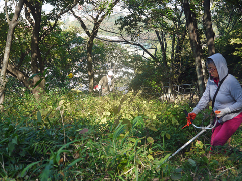 北側登山道横のイロハモミジ成長１０・２１六国見山臨時手入れ_c0014967_924657.jpg