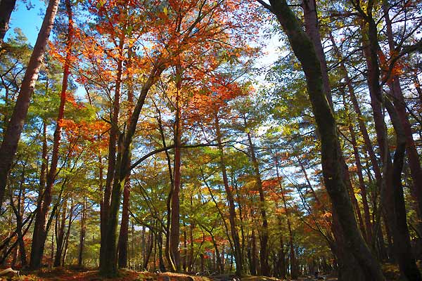 えびの高原の紅葉 散歩写真393 よだきんぼのてげてげに生きる