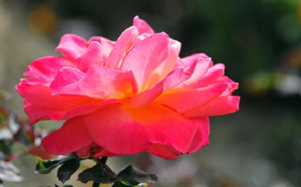 a0267370_1115591.jpg