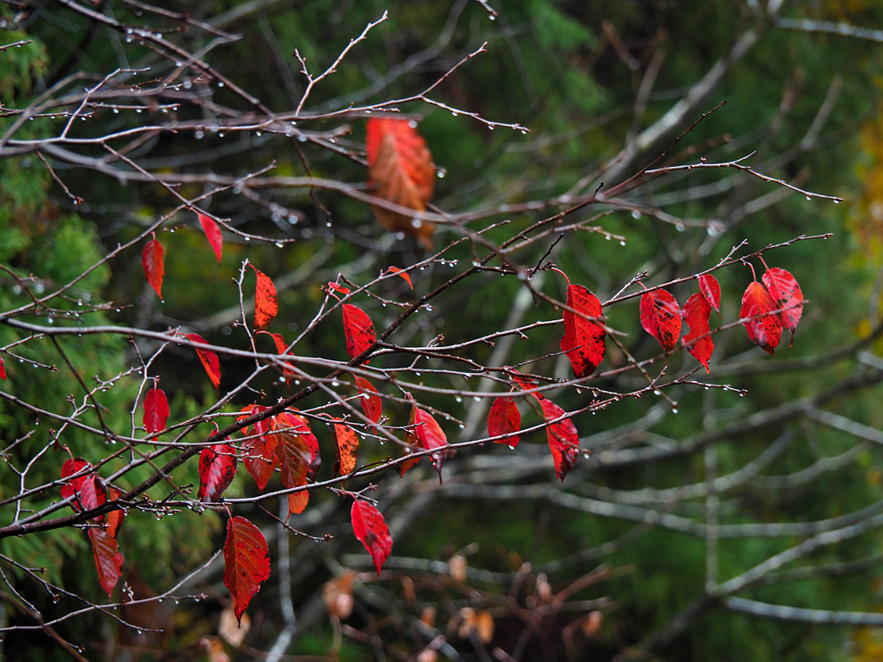 雨の中の紅葉_e0214470_22574253.jpg