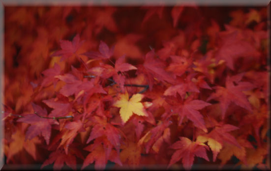 紅葉2015　＠柳沢峠_e0099375_9441318.jpg