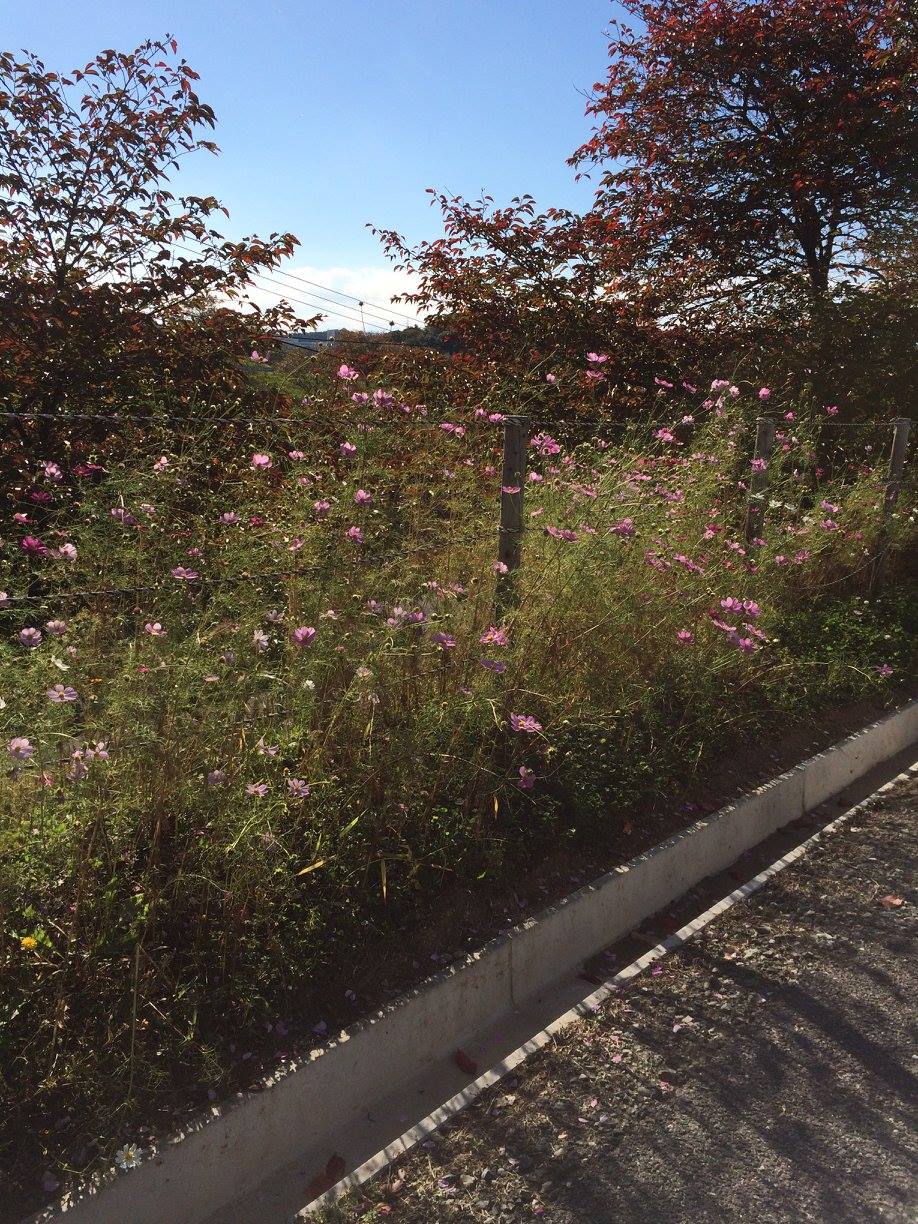 福島県本宮市 石神第一仮設住宅_d0259876_0135529.jpg
