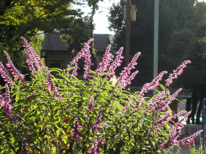 b0057679_98141.jpg