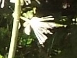 e0145782_13194.jpg