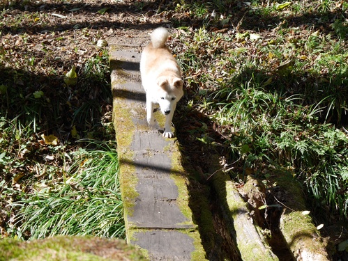 今年最後のハイジの里 10月26日午前編 _c0123890_14394159.jpg